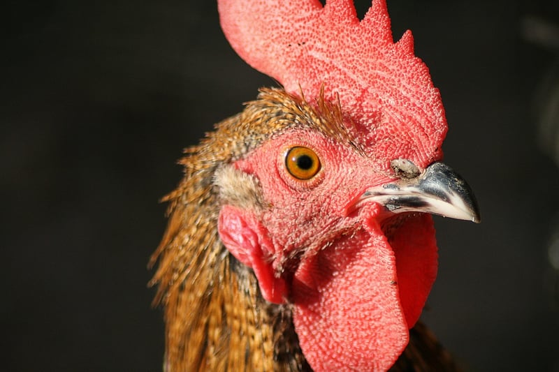 Coq au Vin